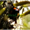 Exochomus quadripustulatus (Linnaeus, 1758) Gałecznik czteroplamek